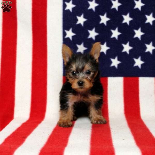 Danny, Yorkie Puppy